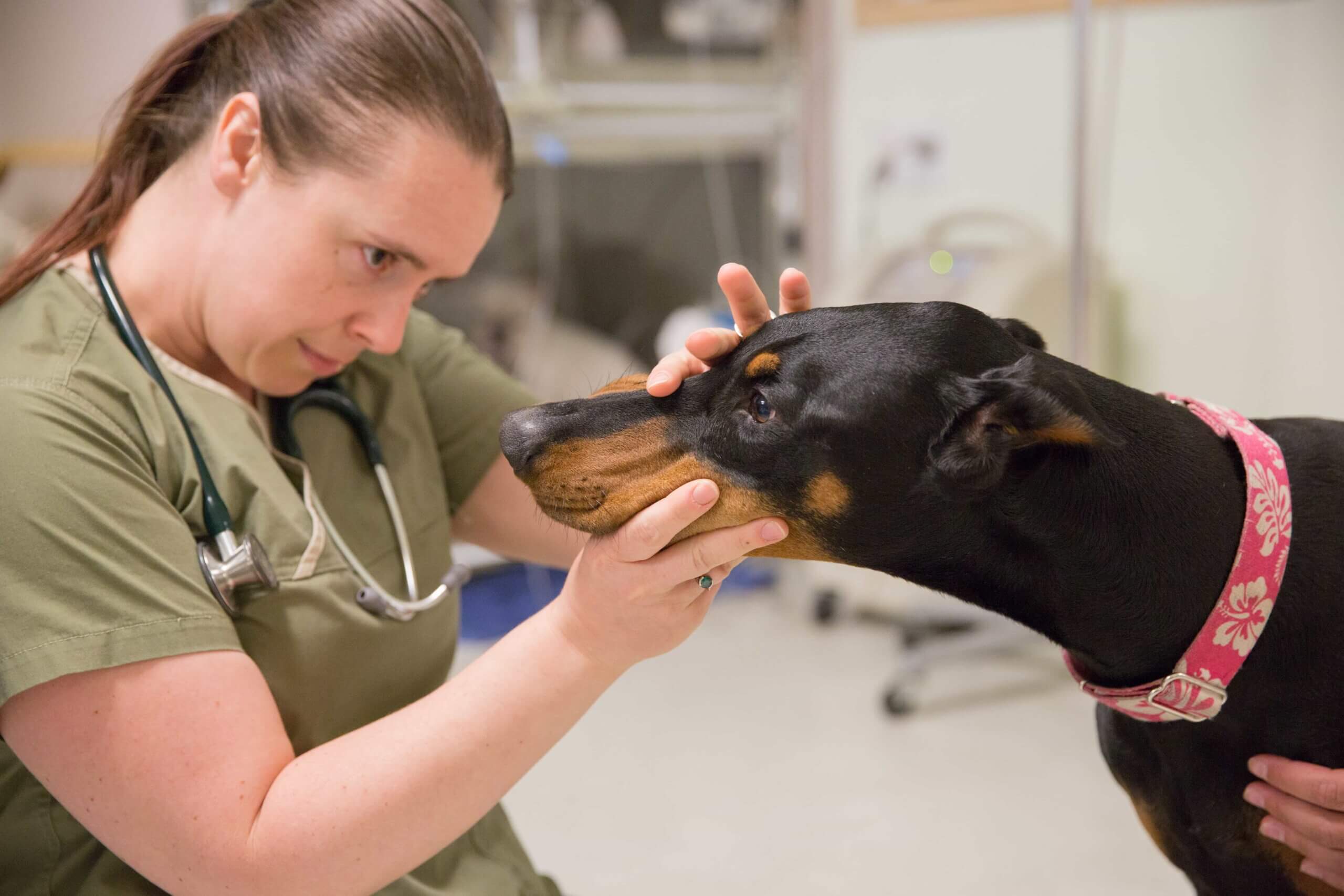 veterinary-specialists.jpg
