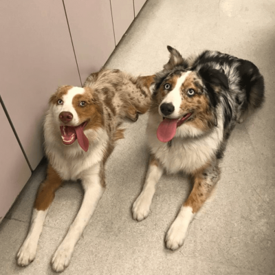 Screen-Shot-2020-12-15-at-5.04.14-PM